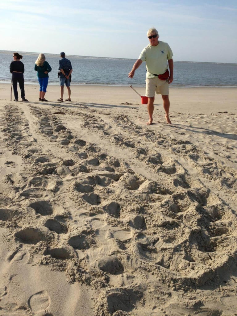 Loggerhead turtle false crawl